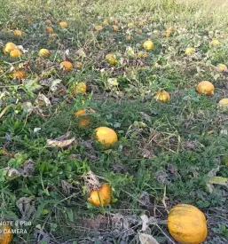Bučno olje Koroška
