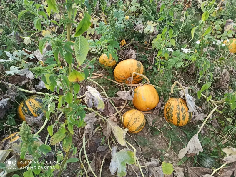 Pridelava bučnega olja Slovenj Gradec