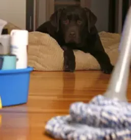 Storitve ciscenja osrednja slovenija
