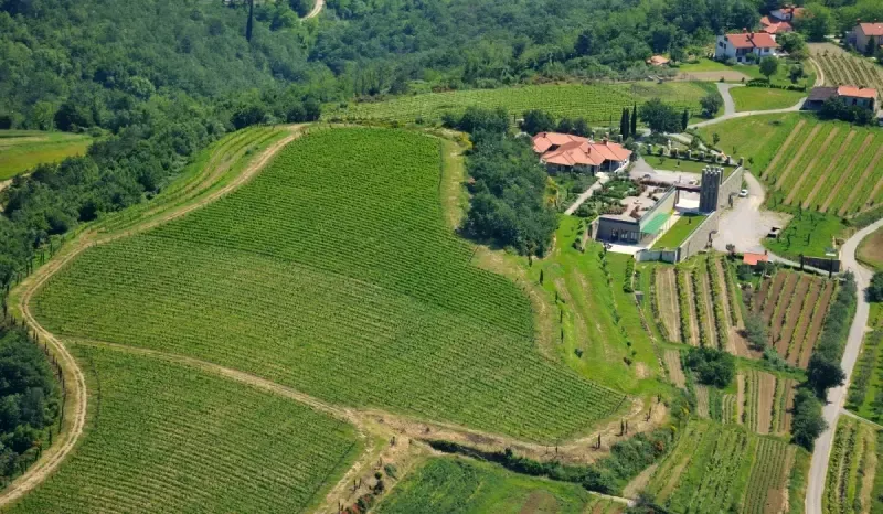 Najboljša starana vina na Primorskem