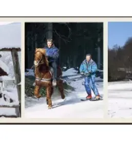 Terrain horse riding in Slovenia