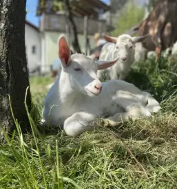 Turisticna kmetija pri biscu bled gorenjska