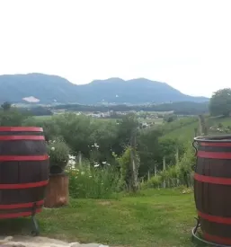 Kmetija in vinotoč Savinjska