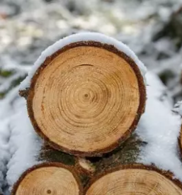 Ugoden odkup in prodaja lesa gorenjska