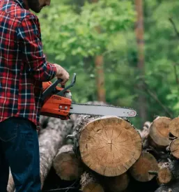 Ugoden posek in spravilo lesa primorska