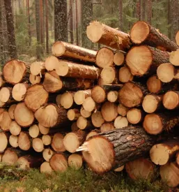 Ugoden posek in spravilo lesa primorska