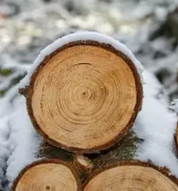 Ugoden prevoz hlodovine gorenjska