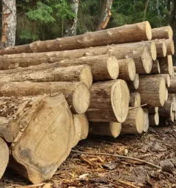 Ugodna gozdarska dela slovenija