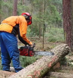 Ugodna secnja in spravilo lesa dolenjska