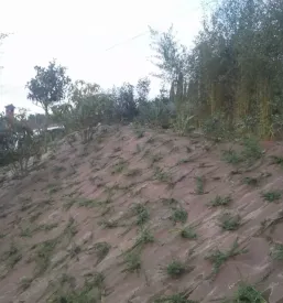 Ureditev vrtov Obala
