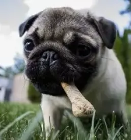 Ugodno veterinarstvo prekmurje