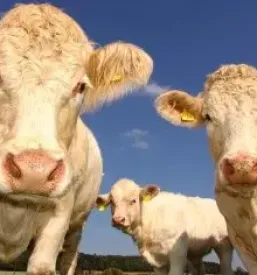 Ugodno veterinarstvo prekmurje