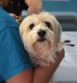 Ugodno veterinarstvo prekmurje