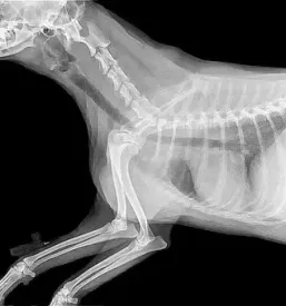 Ugodno veterinarstvo murska sobota okolica
