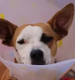 Ugodno veterinarstvo murska sobota okolica