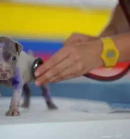 Ugodno veterinarstvo murska sobota okolica