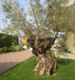 Vse za vrt Obala