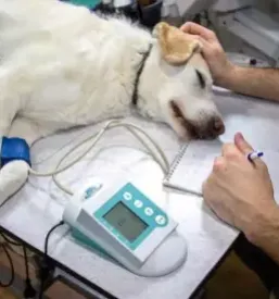 Veterinarska pomoč na terenu Goriška