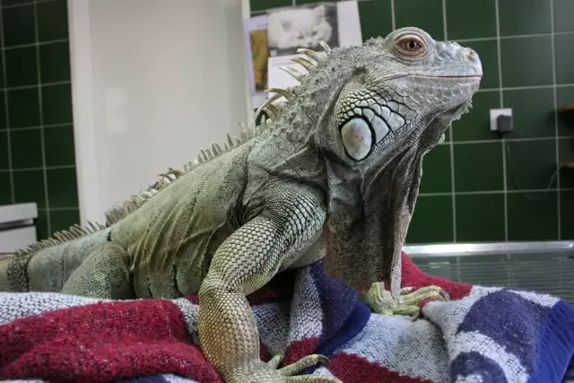 Veterinarska ambulanta Postojna