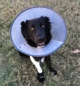 Dobra veterinarska ambulanta Ljubljana