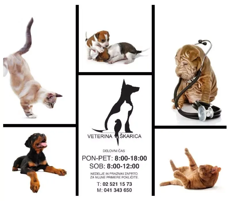 Veterinarski pregledi Murska Sobota 