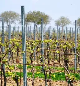 Vrhunska vinogradniška kmetija Kras, Primorska