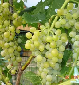 Odlična bela vina Maribor, Štajerska