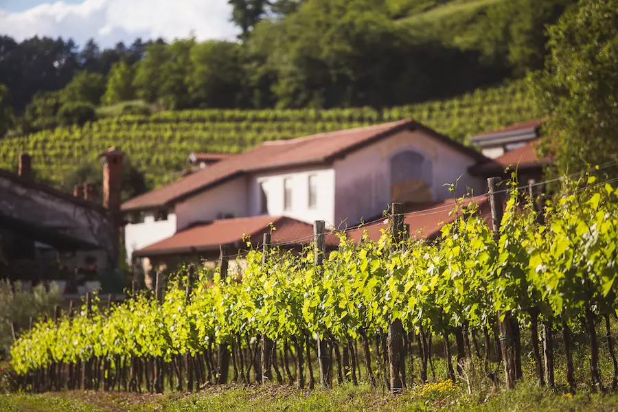 Vrhunska vina in vinska klet Colja - VINA COLJA