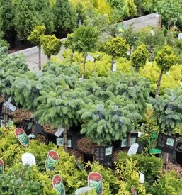 Vrtnarija radenci
