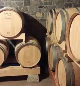 Wine tasting teran primorska