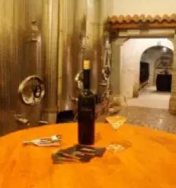 Wine tasting vipava