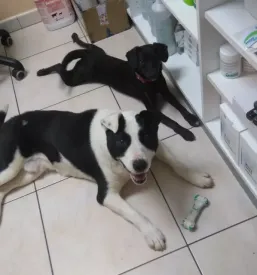 Veterinarska ambulanta Črnomelj, okolica