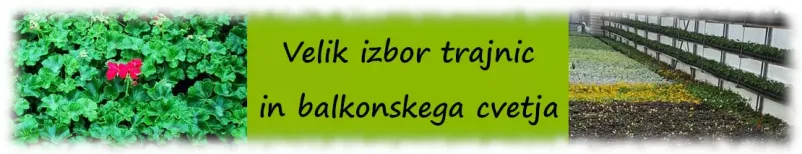 Balkonsko cvetje Naklo