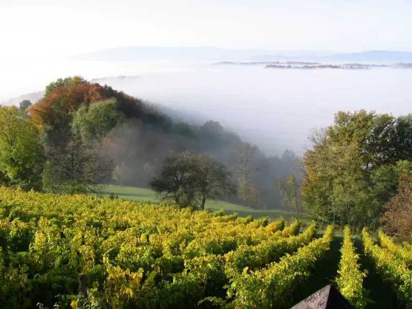 Degustacija vin Jakobski dol