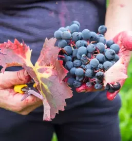 Degustacija vin teran primorska