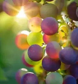 Degustacija vin vipava