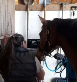 Dezurni veterinar ljubljana in okolica
