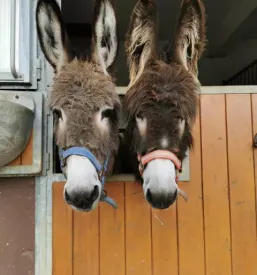 Dezurni veterinar ljubljana in okolica