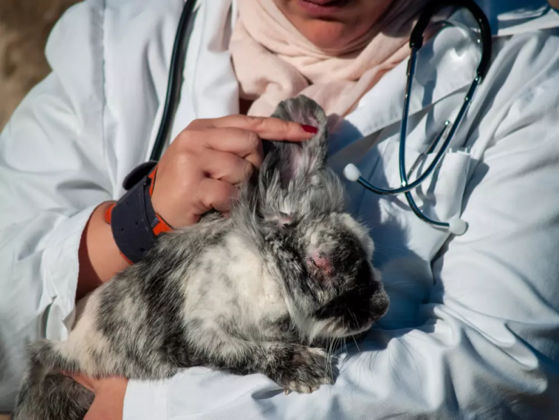 Dežurni veterinar Nova Gorica