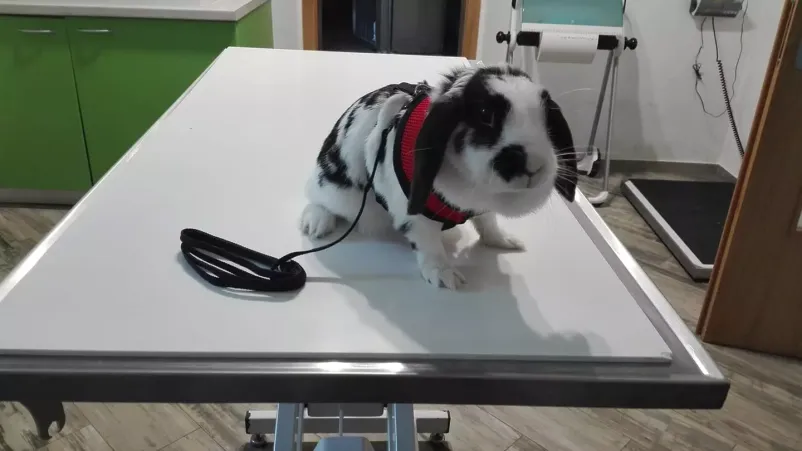 Dober veterinar v Beli krajini