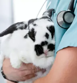 Dober veterinar lendava