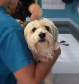 Veterinarska ambulanta Hrastnik