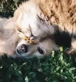 Dober veterinar Laško