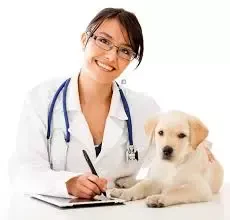 Dober veterinar Zasavje