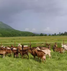 Domače mlečne dobrote Slovenija