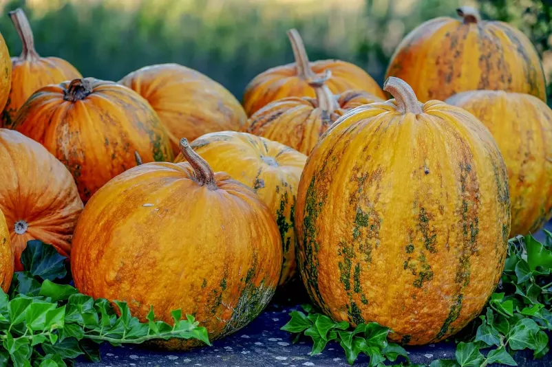 bučno olje