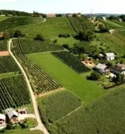 Good bottled wines in slovenia