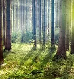 Gozdarska dela Gorenjska
