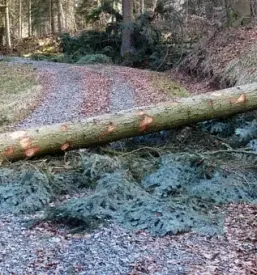 Gozdarske storitve cenik