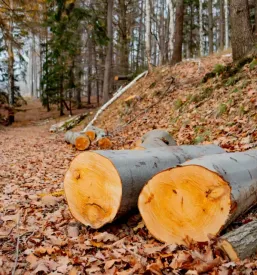 Gozdarske storitve murska sobota